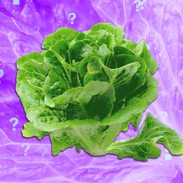 Is It Safe to Eat Lettuce Yet?